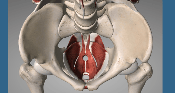 image of the pelvic floor